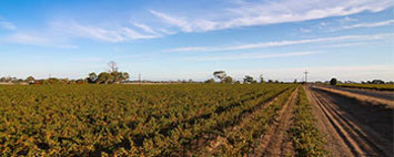 Coonawarra Vineyard
